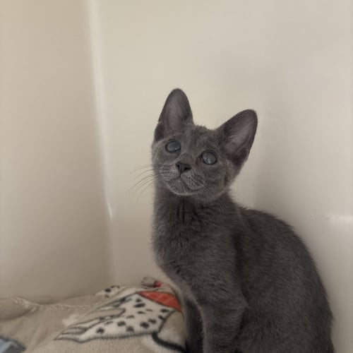 MICKEY - Domestic Short Hair available for adoption