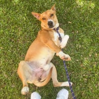 Frankie - Photo 1