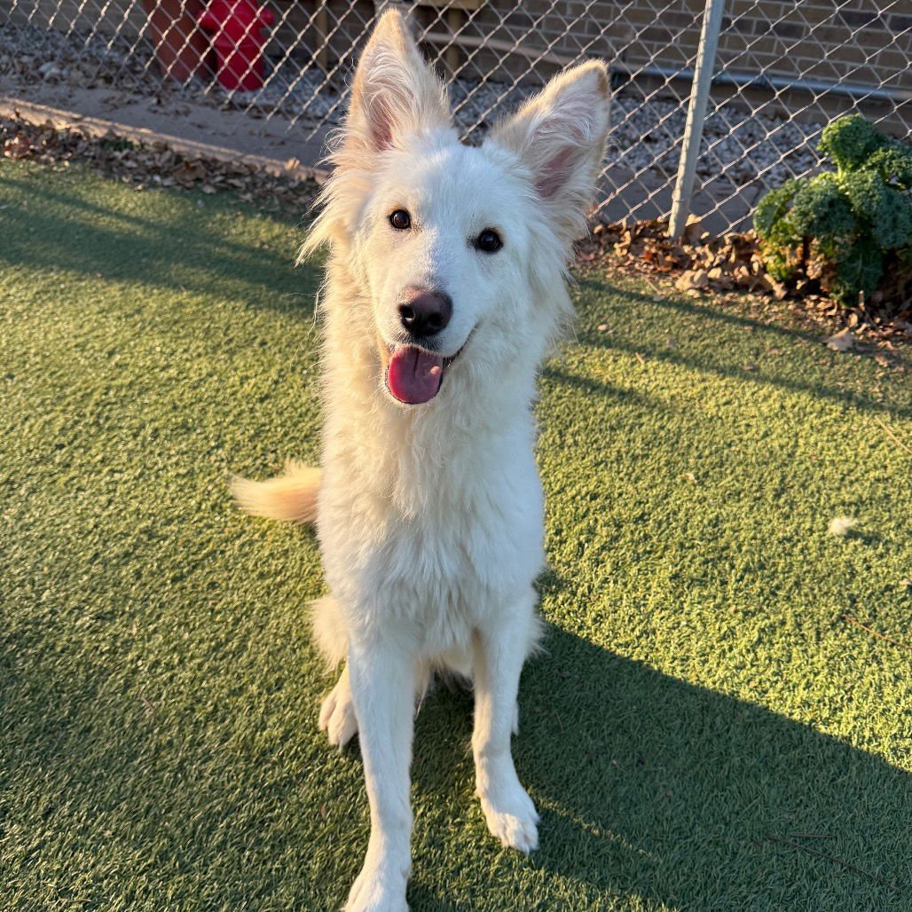 ALFREDO - Shepherd available for adoption