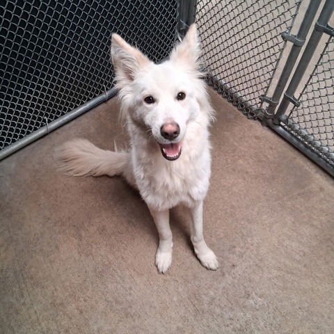 ALFREDO - Shepherd available for adoption