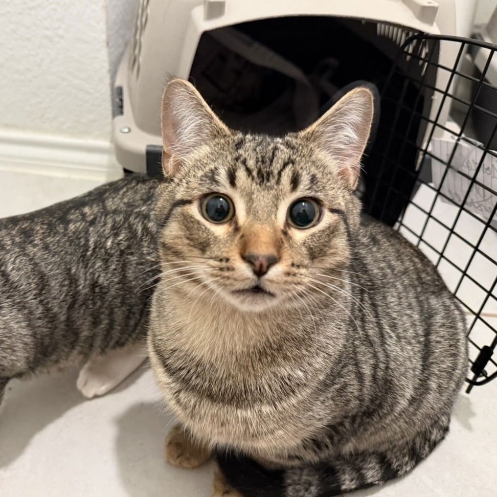 CHASE II (NEW DIGS) - Domestic Short Hair available for adoption
