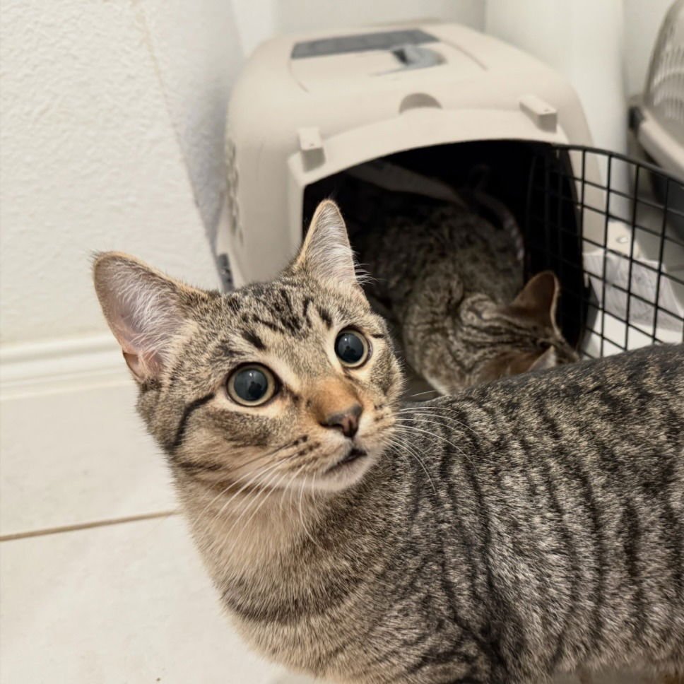 Chase II (New Digs) - Photo 3