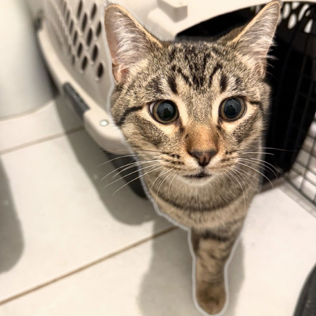 Chase II (New Digs) - Photo 4