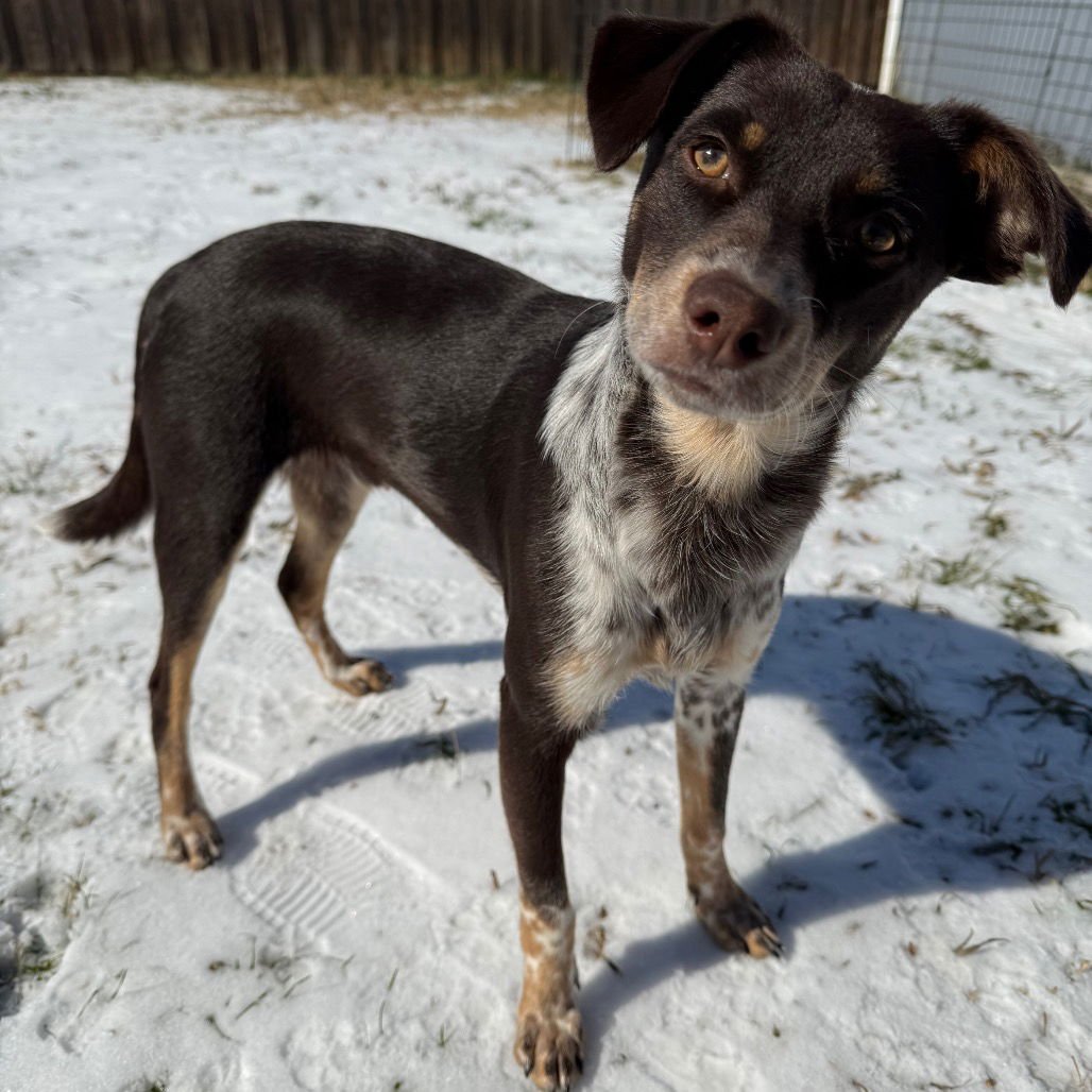 LINK - Chihuahua available for adoption