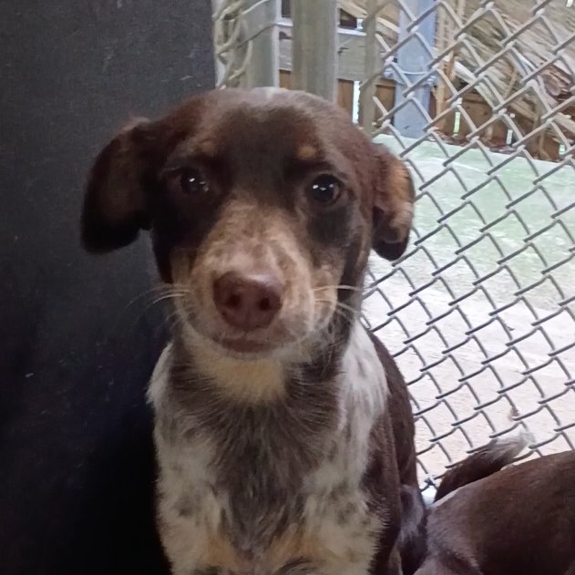 LINK - Chihuahua available for adoption