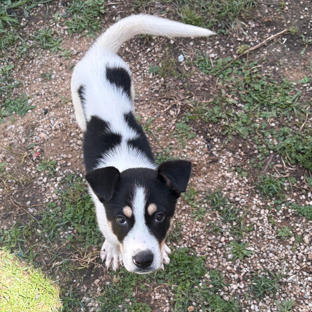 MARS II (NEW DIGS) - Siberian Husky available for adoption