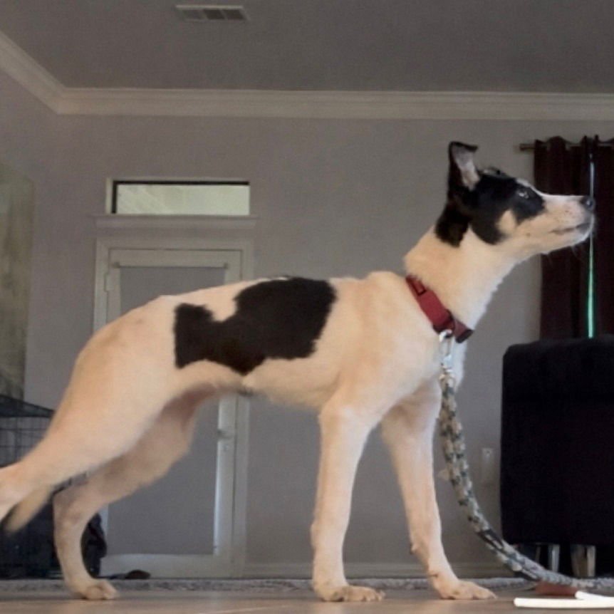 Mars II (New Digs) - Photo 4