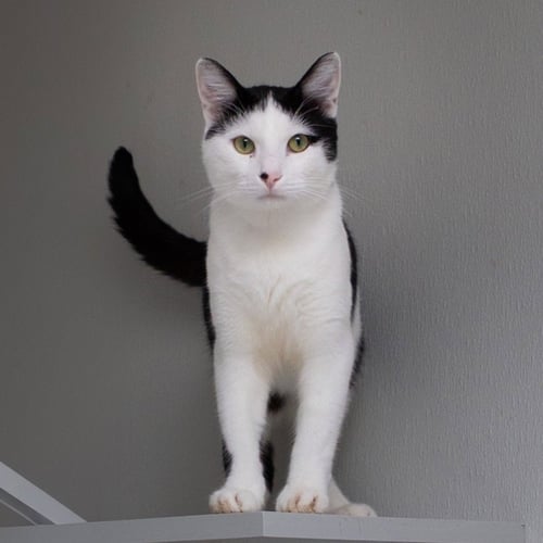 NIBLET - Domestic Short Hair for adoption in Carrollton