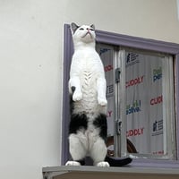 Niblet - Photo 3