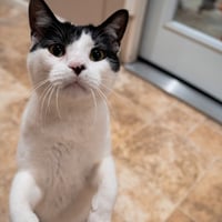 Niblet - Photo 4