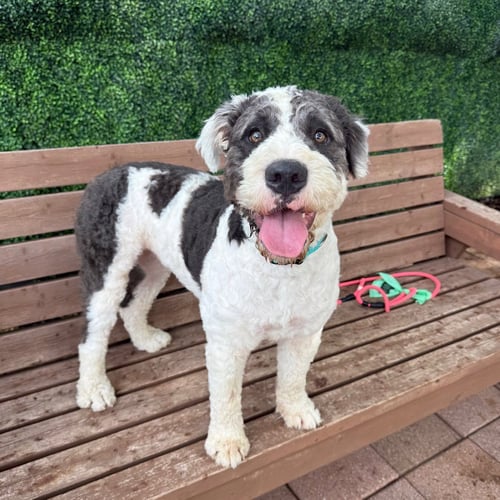 HUFFLEPUFF - Pit Bull Terrier available for adoption