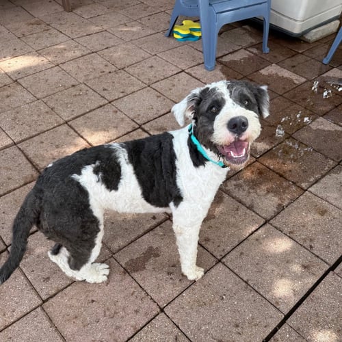 HUFFLEPUFF - Pit Bull Terrier available for adoption