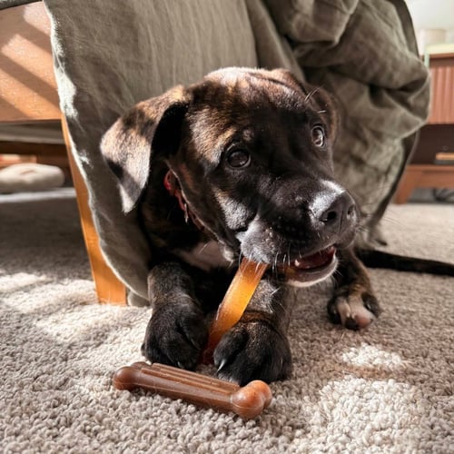 ESPRESSO BEAN - Terrier available for adoption