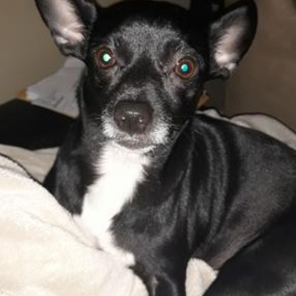 OREO - Chihuahua available for adoption