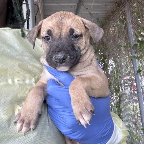 BRIANA - Terrier available for adoption