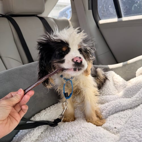 CLARA BOW - Cocker Spaniel available for adoption