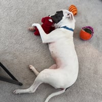 Kali - Photo 3