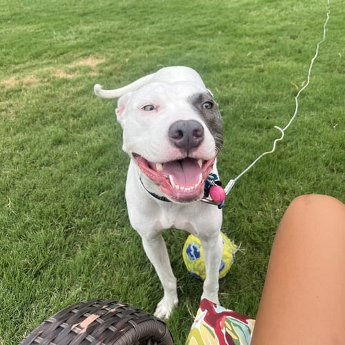 KALI - Pit Bull Terrier for adoption in Richardson