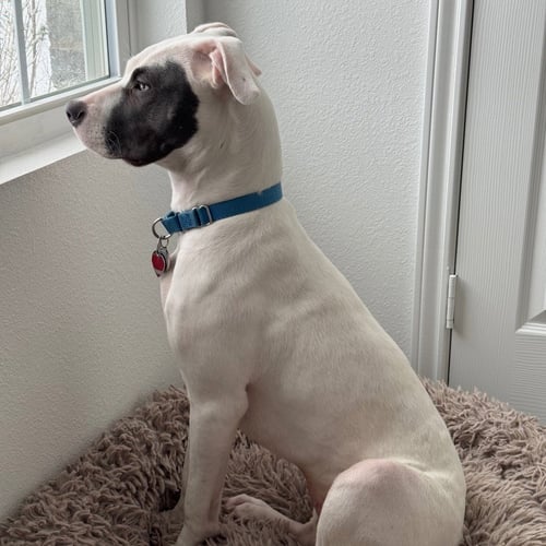 KALI - Pit Bull Terrier available for adoption