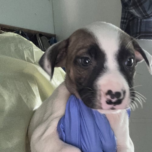 BAILEY - Terrier available for adoption