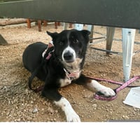 Tallie - Photo 3