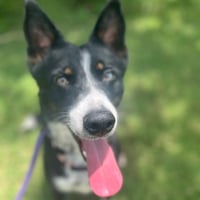 Tallie - Photo 4