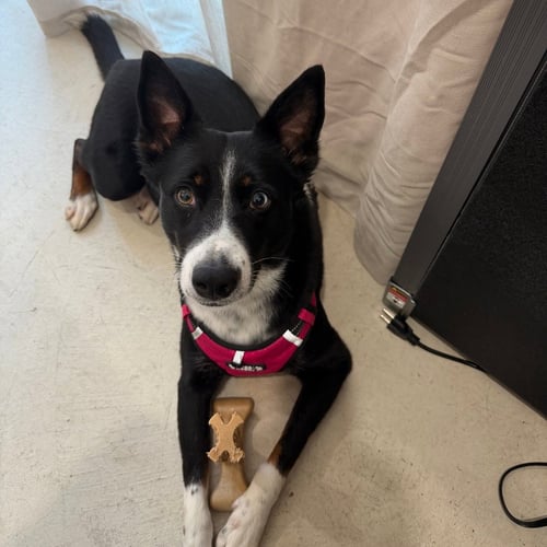 TALLIE - Border Collie for adoption in Richardson