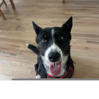 Tallie - Photo 2