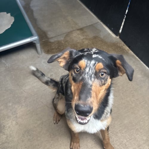 KOOPA - Terrier available for adoption