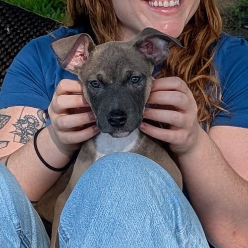 GROVER - Terrier available for adoption