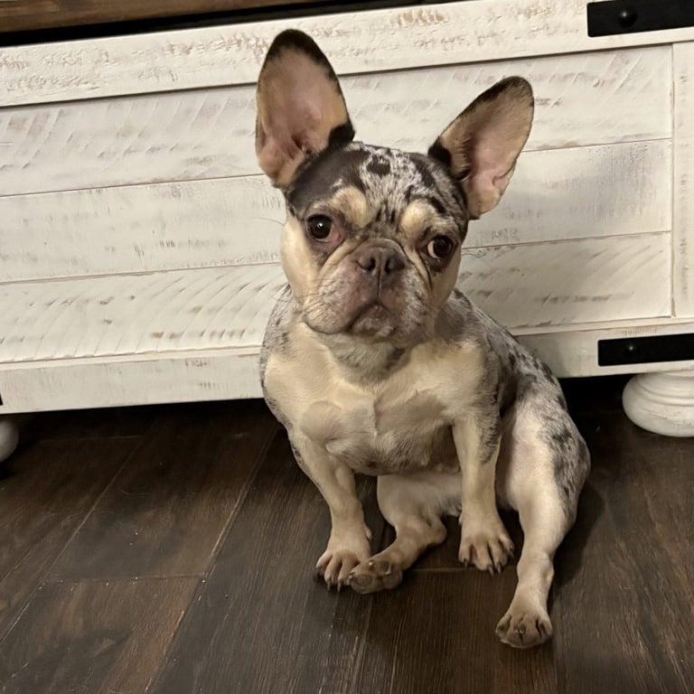 Remy Image