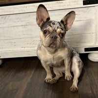 Remy - Photo 1