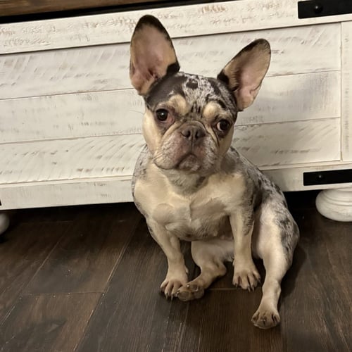 REMY - French Bulldog available for adoption