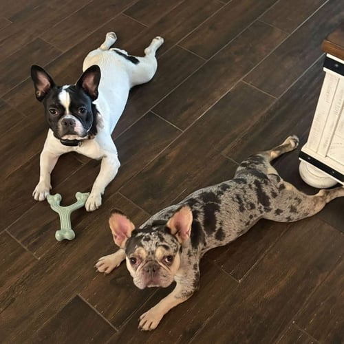 REMY - French Bulldog available for adoption