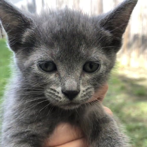 AURORA LEE - Domestic Short Hair available for adoption