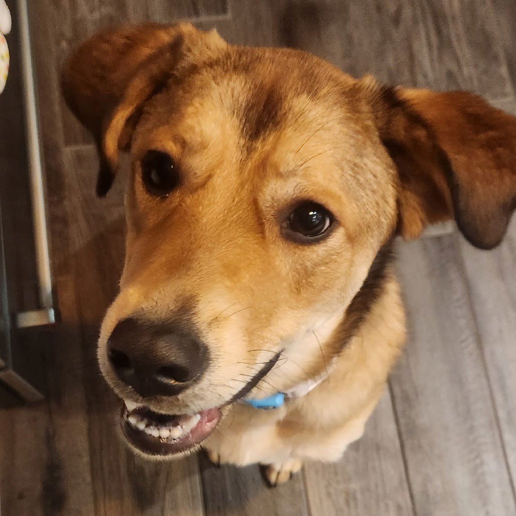 EEVEE (NEW DIGS) - Australian Shepherd available for adoption