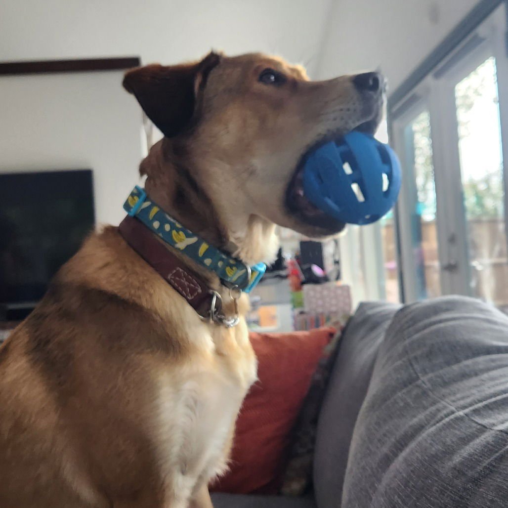 EEVEE (NEW DIGS) - Australian Shepherd available for adoption