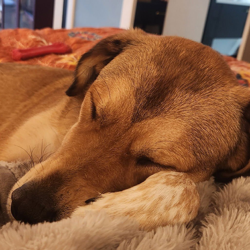 Eevee (New Digs) - Photo 3