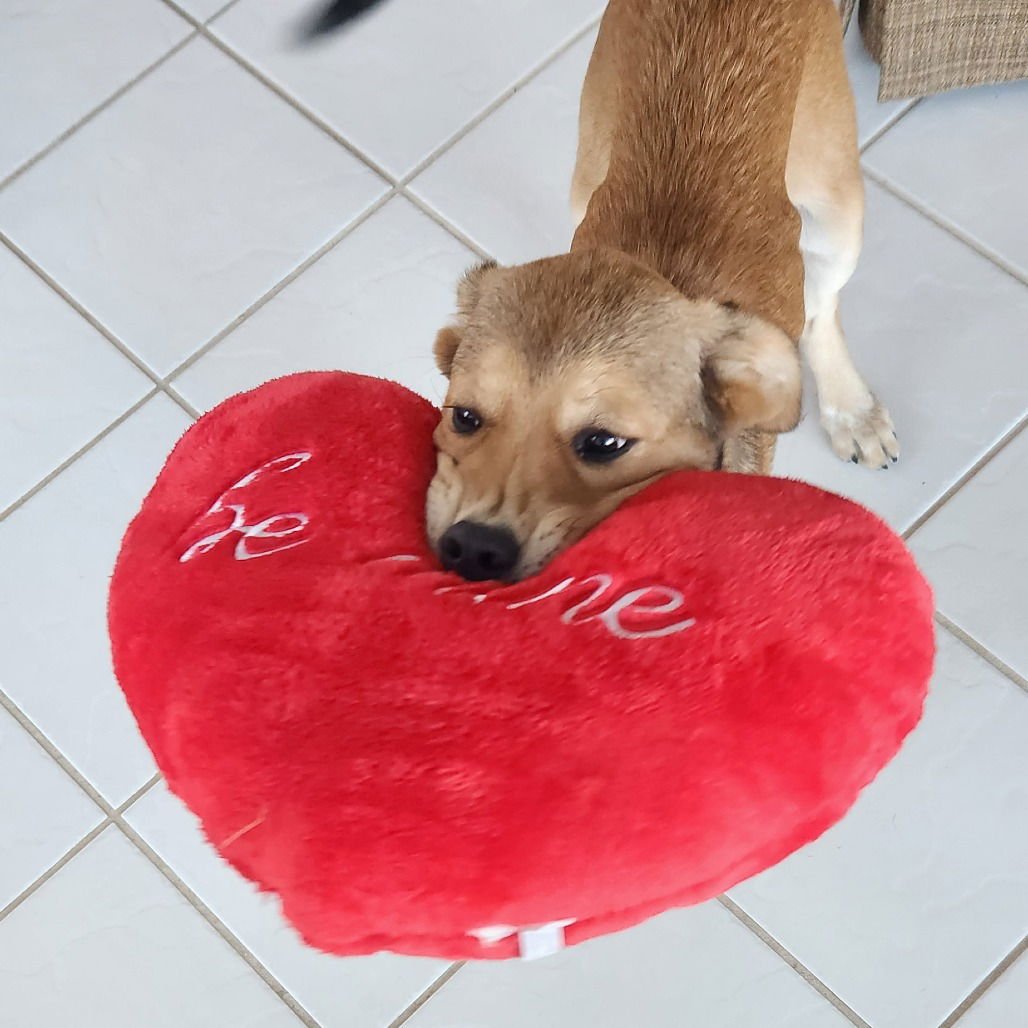 Eevee (New Digs) - Photo 4