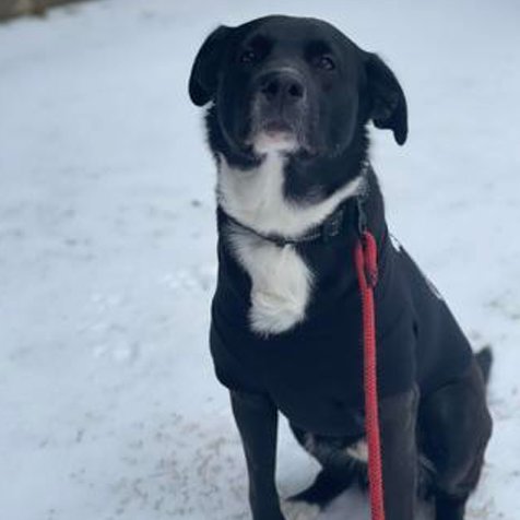SAINT - Retriever available for adoption