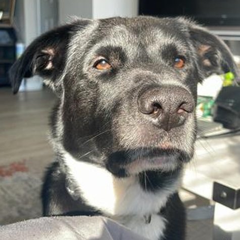 SAINT - Retriever for adoption in Richardson