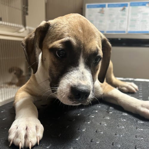 SOOKIE - Terrier available for adoption