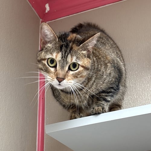 JUDY - Domestic Short Hair available for adoption