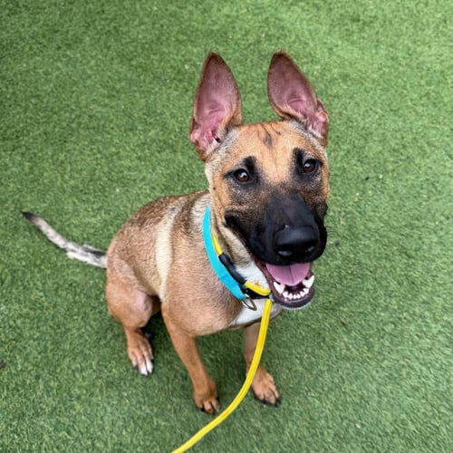 CHOLULA - Terrier available for adoption