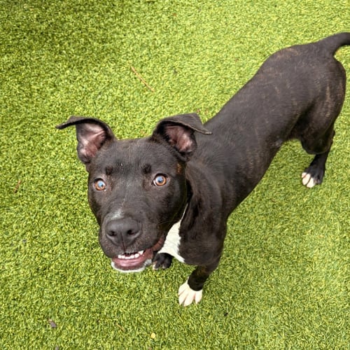 KNOX - Pit Bull Terrier available for adoption