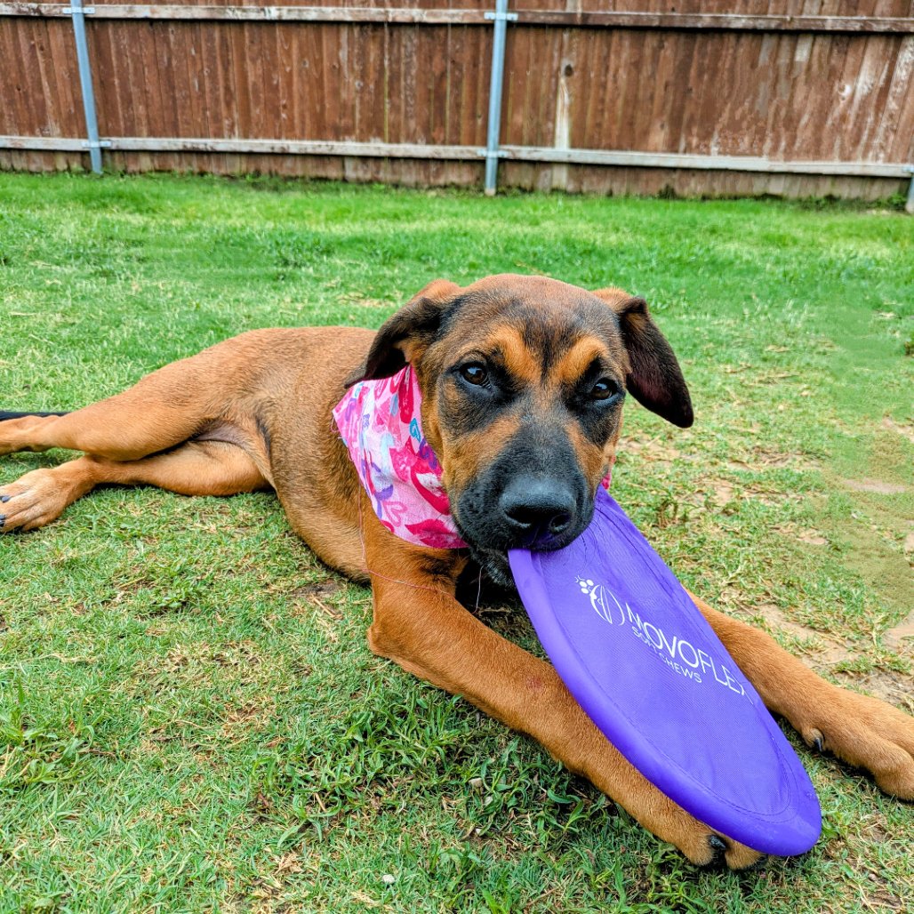 SHASTA GAIL (NEW DIGS) - Boxer available for adoption