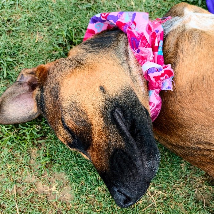 SHASTA GAIL (NEW DIGS) - Boxer available for adoption