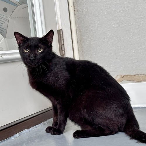 REBEL - Domestic Short Hair for adoption in Carrollton