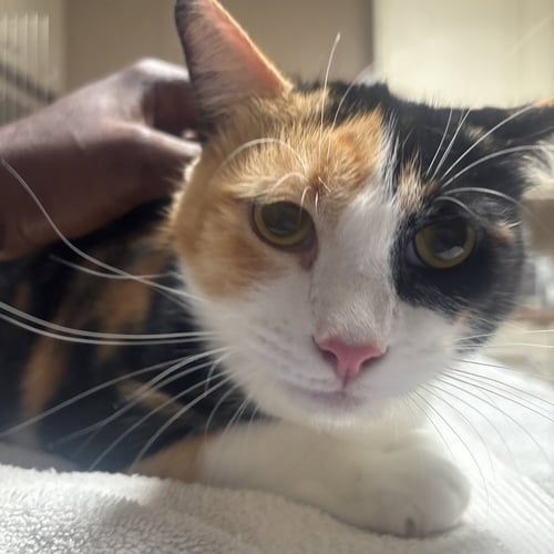 ANGEL BABY - Domestic Short Hair available for adoption