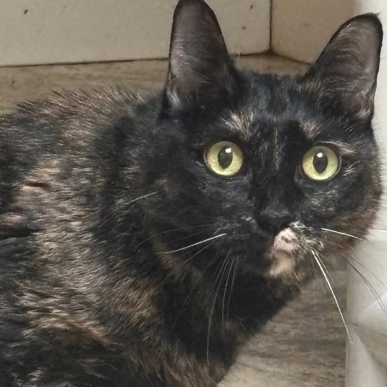 Harriet Image